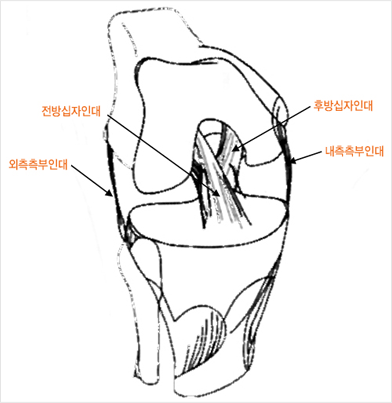 무릎 인대